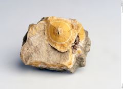 Foto von Mesotyp (NHMW-MIN-Ae123)